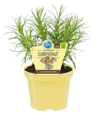 Produktbild von Currykraut- Helichrysum angustifolia - Kräuterpflanze im 12cm Topf