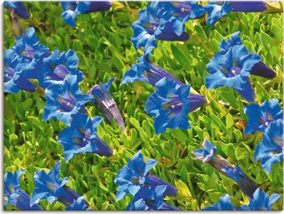 Produktbild von ARTland Leinwandbild Enzian Größe: 60x45 cm