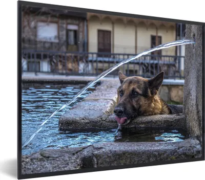 Produktbild von MuchoWow® MuchoWow® Gerahmtes Poster Deutscher Schäferhund - Hund - Trinken 80x60 cm - Poster mit zchwarzem Bilderrahmen - Schwarzem - Mit Gestell