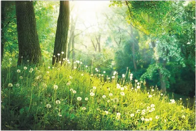 Produktbild von Wallario Wandbild Pusteblumen im Wald mit einfallenden Sonnenstrahlen, Größe: 61 x 91,5 cm, Poster mit rahmenlosen Bildhalter