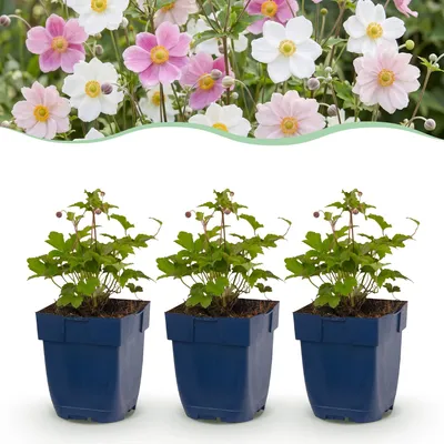 Image de Green boutiQ - Plante vivace - Anémone tricolore - Anémone d'automne - Ombre - Rose foncé - Rose - Blanc - 12 plants - Pot de 11 cm - Hauteur : 15-25 cm