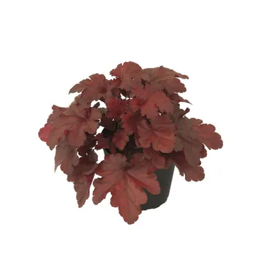 Produktbild von Heuchera 'Forever Red' - Rotlaubiges Purpurglöckchen 'Forever Red', im Topf 12 cm - 12 cm