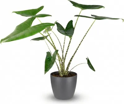 Produktbild von Green boutiQ - Zimmerpflanze - Elefantenohr - Alocasia Zebrina - Grün - Pflegeleicht - 1 Pflanze - mit Potter Grau - Topf 21 cm - Höhe 70 - 75 cm