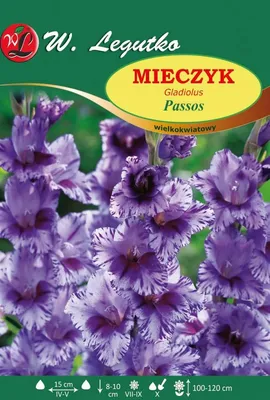 Zdjęcie produktu dla Mieczyk Passos Wielkokwiatowy W. Legutko
