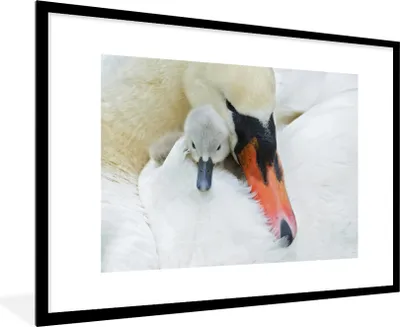 Produktbild von MuchoWow® MuchoWow® Gerahmtes Poster Schwan - Küken - Makro 90x60 cm - Poster mit zchwarzem Bilderrahmen - Wanddekoration - Fotos