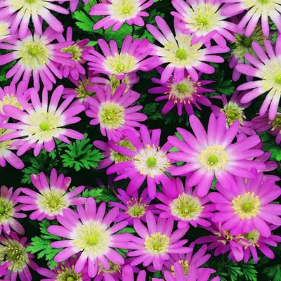 Produktbild von Anemone Zwiebel Staude winterhart Windröschen Anemone Pink Star 10 St.