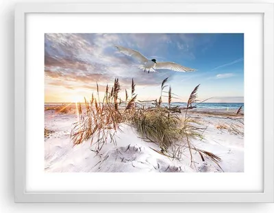 Produktbild von Gerahmtes Poster - Weißer Rahmen - Möwe Meer Küste - 40x30 cm - Wand Bild - Wanddeko - Wandbilder - Kunstposter - Wandposter - Bilderrahmen - Bilder - Kunstdruck - Wanddekoration - P2WAA40x30-4902