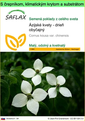 Obrázok produktu pre SAFLAX Garden to go - Ázijské kvety - drieň obyčajný - Cornus kousa var. chinensis - 30 Semená - S črepníkom, klimatickým vekom a pestovateľským substrátom