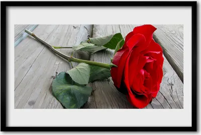 Produktbild von Bild 60x40 MDF-Rahmen Wandkunst Rosen Blumen