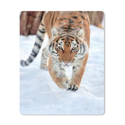 Produktbild von MuchoWow® Mauspad Mousepad Tiger - Schnee - Tiere 30x40 cm - Mousepads - Maus Mat - Pad - Mausunterlage - Mausmatten
