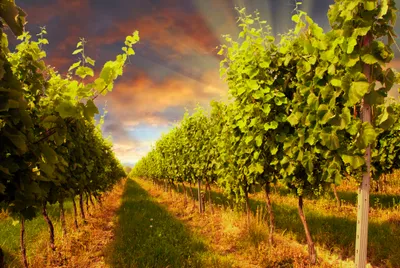 Produktbild von Fototapete Vlies 21463 Sunset Vineyard 8-tlg. 400 x 260 cm