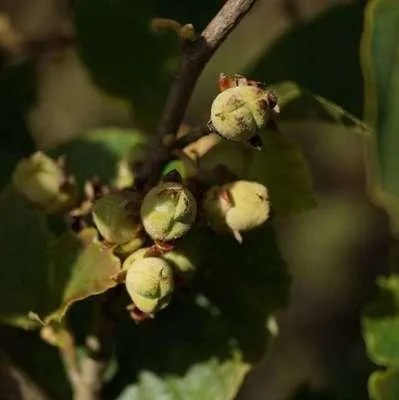 Image de Corylus hybr. 'Nottingham Frühe' ( 'p. prolific') - Noisetier 'Nottingham Frühe' | 60-80 cm en pot