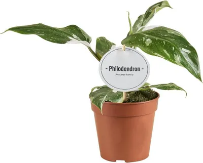 Produktbild von Philodendron White Princess – Ø12cm 30cm hoch – Exklusive Zimmerpflanze mit weiß – grüner Panaschierung – Rarität für Pflanzenliebhaber & Urban Jungle