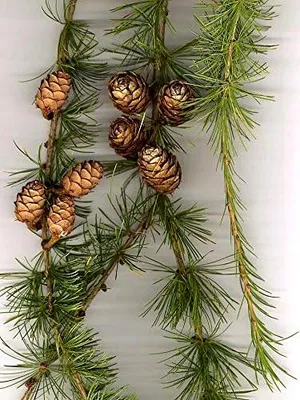 Produktbild von Europäische Lärche (Larix decidua) - 50 Samen (Heimischer Baum - Winterhart) Auch für Bonsai geeignet