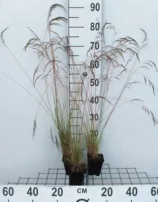 Immagine prodotto di 6 x Festuca amethystina - Festuca blu - vaso 9 x 9 cm