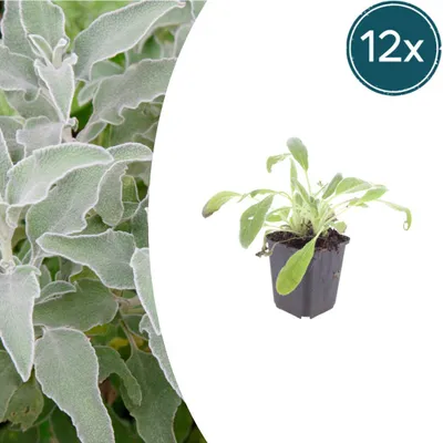 Immagine prodotto di Stachys byzantina | 12 pezzi - 10-25cm - Ø9cm - Pianta da giardino