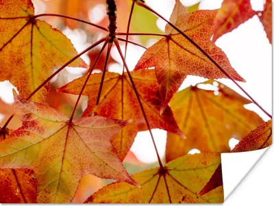 Produktbild von MuchoWow® Poster Herbstzweige - Blätter - Jahreszeiten - Landleben 120x90 cm - Wandbild