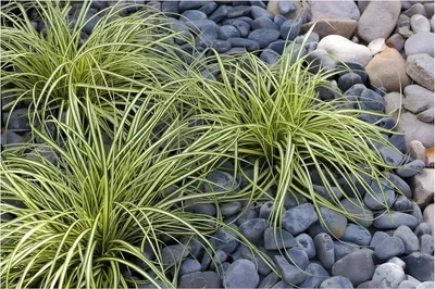 Produktbild von Stauden Gänge 5 x Carex oshimensis 'Evergold' im 1 Liter Topf - Japan Gold Segge - Strahlende Goldstreifen für Ihren Garten