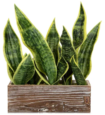 Kunstpflanze Sansevieria in Holztopf, 14x14x20 cm, künstlich