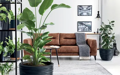 A living room scene with a brown leather sofa, plants, and decor.