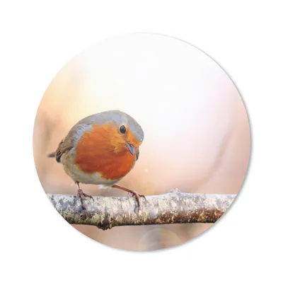 Produktbild von MuchoWow® Mauspad Mousepad Rotkehlchen - Ast - Baum 50x50 cm - Mousepads - Maus Mat - Pad - Mausunterlage - Vinyl