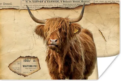 Produktbild von MuchoWow® Poster Schottischer Highlander - Retro - Zeitungsartikel 180x120 cm - Fotoplakat