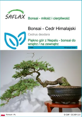 Zdjęcie produktu dla SAFLAX - Bonsai - Cedr Himalajski - 35 Nasiona - Cedrus deodara