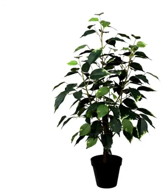 Produktbild von Ficus Benjamini 60cm im Topf Kunstpflanze
