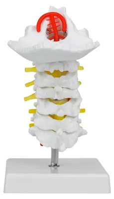 Image de Modèle anatomique grandeur nature de la colonne cervicale humaine, montrant les artères, la colonne vertébrale et les nerfs rachidiens. Idéal pour l'enseignement et la recherche en laboratoire