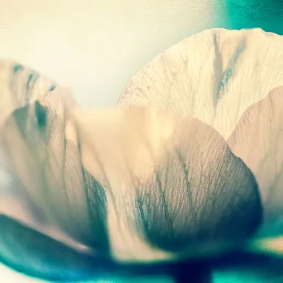 Produktbild von Fototapete 363340 Tapete Blumen Floral 371 x 265 cm Rasch Magic Walls Grün Weiß