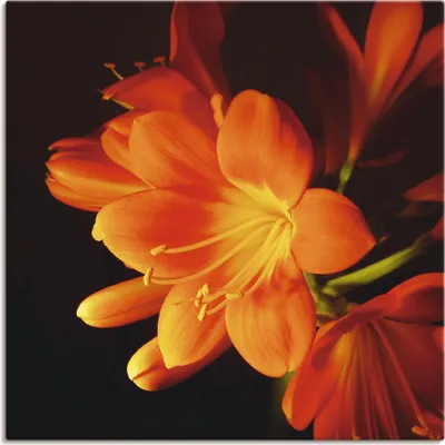 Produktbild von ARTland Leinwandbild Clivie in leuchtendem Orange Größe: 40x40 cm