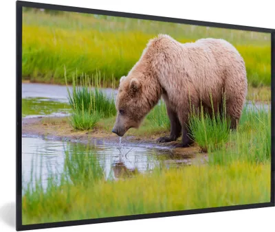 Produktbild von MuchoWow® MuchoWow® Gerahmtes Poster Bär - Wasser - Gras - Wild 30x20 cm - Poster mit zchwarzem Bilderrahmen - Kunstdruck - Bild-Poster