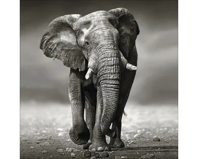 Produktbild von Glasbild Grey Elephant 50x50 cm