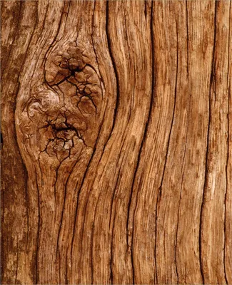 Produktbild von Wallario Magnet für Kühlschrank / Geschirrspüler, magnetisch haftende Folie - 60 x 80 cm, Motiv: Holzstamm mit Asteinschluss