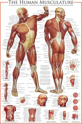 Immagine prodotto di Poster Educazione didattica Il sistema muscolare