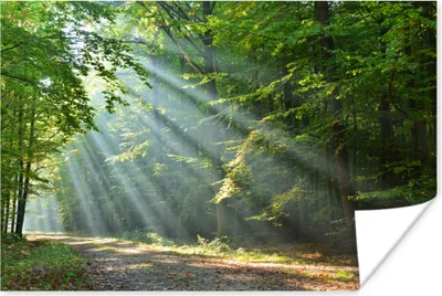 Produktbild von MuchoWow® Poster Frühling - Wald - Baum 180x120 cm - Fotoplakat