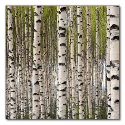 Produktbild von Wallario selbstklebende Möbelfolie/ Tischdecke für Innen und Außen, Größe: 90 x 90 cm - Birkenwald - Baumstämme in schwarz weiß