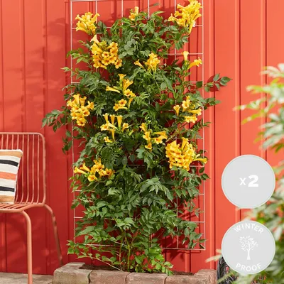 Produktbild von 2er-Set Campsis Radicans Flava, Trompetenblume, 50-70 cm, Topf 15 cm
