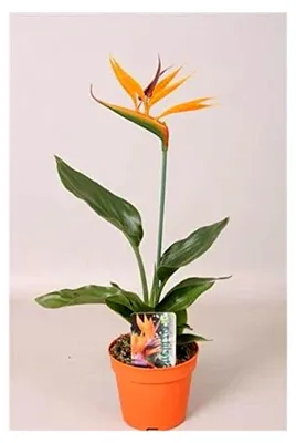 Produktbild von Strelitzia reginae 25 cm +/- Paradiesvogelblume