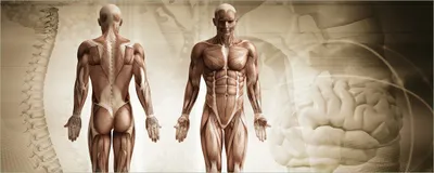 Produktbild von Wallario selbstklebendes Poster - Anatomie Mensch I, Größe: 80 x 200 cm