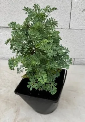 Produktbild von Weinraute Jackman's Blue - Ruta graveolens cv. Jackmans Blue