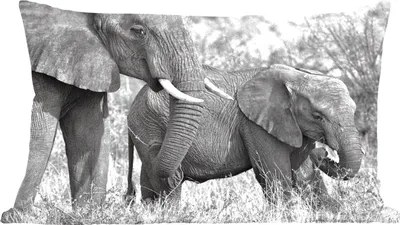 Produktbild von MuchoWow® Zierkissen Sofakissen Wohnzimmer Dekokissen 50x30 cm Elefant - Tiere - Gras - Schwarz und weiß - Wohnzimmerdekoration - Polster mit Photo