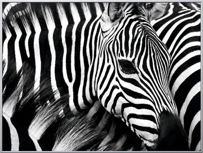 Produktbild von PAPERFLOW Wandbild Zebra