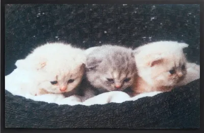 Produktbild von Fußmatte Bodenmatte Katzen "Katzenkorb" Bodenmatte Cats Home Fußabtreter 40 x 60 cm