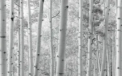 Immagine prodotto di Sanders & Sanders fotomurale foresta bianco e nero 450 x 280 cm