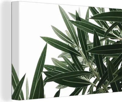 Produktbild von OneMillionCanvasses® - Leinwandbilder - 150x100 cm, Natur - Pflanzen - Blätter, Wandbilder Kunstdruck Wanddekoration - Foto auf Leinwand - Gemälde auf Holzrahmen