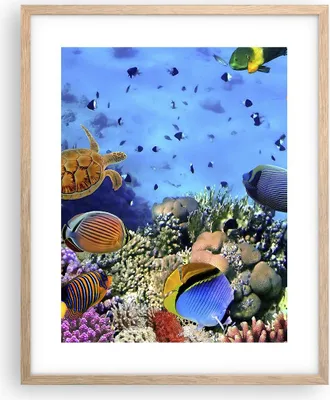 Produktbild von Gerahmtes Poster - Rahmen in heller Eiche - Korallenriff - 40x50 cm - Wand Bild - Wanddeko - Wandbilder - Kunstposter - Wandposter - Bilderrahmen - Bilder - Kunstdruck - Wandbild - P2NPA40x50-3569