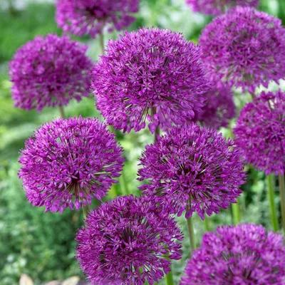 Produktbild von Zierlauchzwiebeln "Allium Aflatunense" 50 Stk.