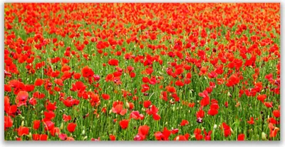 Produktbild von Tulup Leinwand-Bilder 140x70 Wandbild Canvas Kunstdruck Mohnblumen Natur