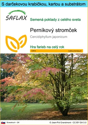 Obrázok produktu pre SAFLAX Darčeková sada - perníkový stromček - Cercidiphyllum japonicum - 200 Semená - S darčekovou krabičkou, prepravným štítkom, darčekovou kartou a pestovateľským médiom